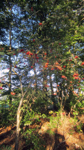 Herfstwandeling