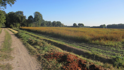 Herfstwandeling