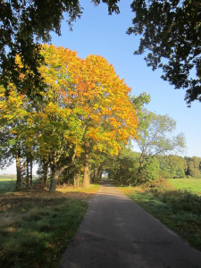 Herfst wandeltochtje