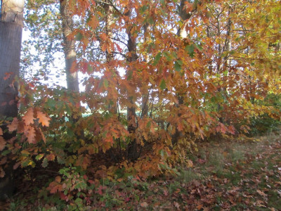 Herfst wandeltochtje
