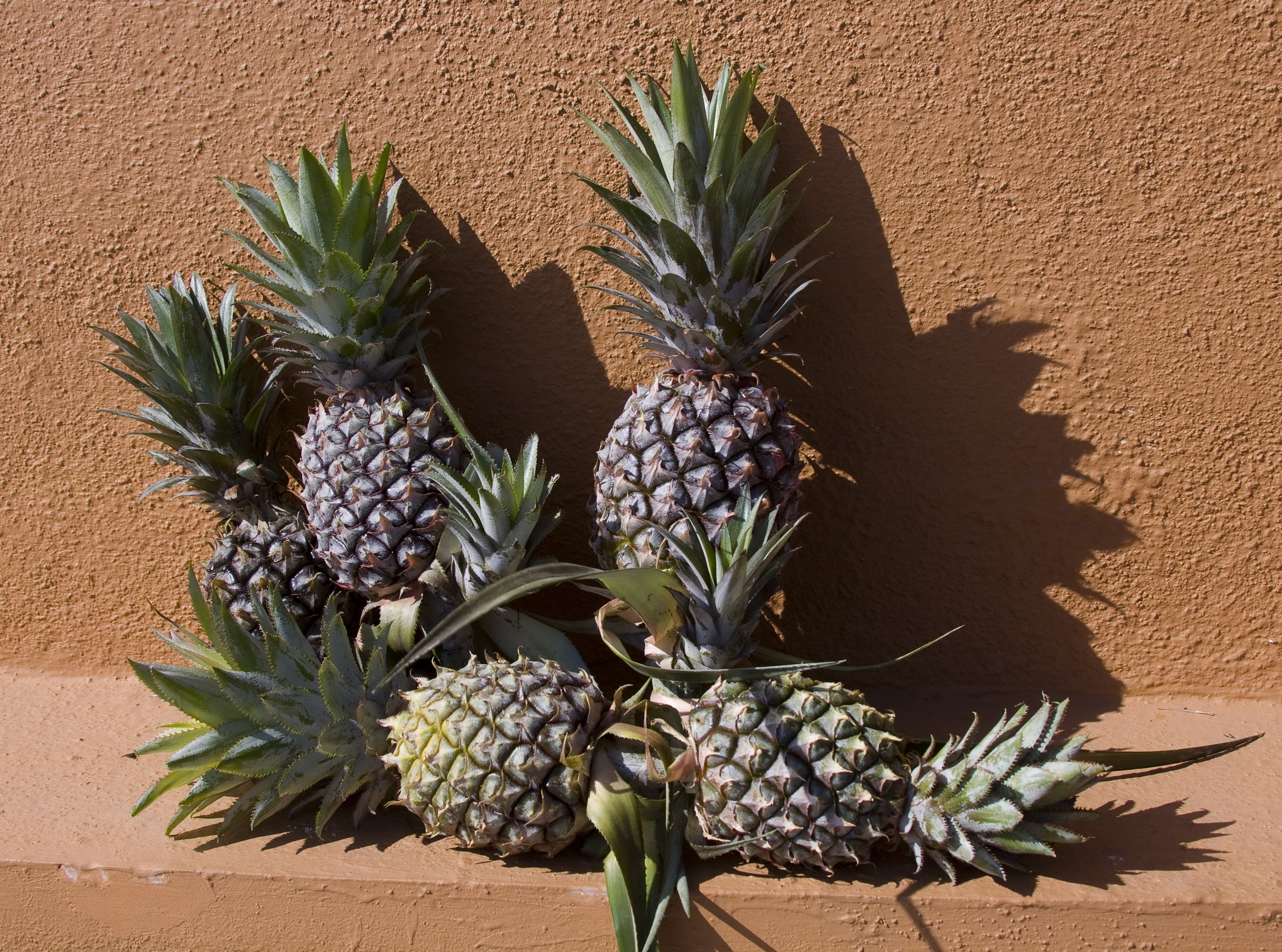 Sugarloaf Pineapple Plants for Sale