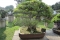 Humble Administrator's Garden