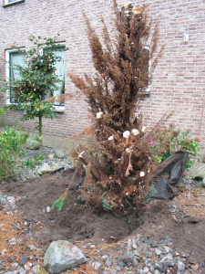 Uitgraven Stam