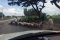 Schapen onderweg