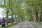 Wandelpromenade op stadsmuren Lucca