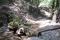 Omgevallen boom in Vlindervallei